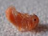 Cantharis pellucida